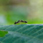【画像】虫嫌いを悔い改めたくなる？　身近な存在でよく見かける虫の種類と生態系への役割とは 〜 画像1