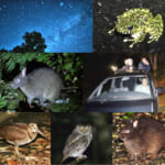 【画像】ロープウェイでの星空遊覧にムササビ目撃ツアーも！　夜だからこそ楽しめる「ナイトツアー」の魅力とは 〜 画像1