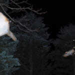 【画像】ロープウェイでの星空遊覧にムササビ目撃ツアーも！　夜だからこそ楽しめる「ナイトツアー」の魅力とは 〜 画像1