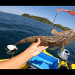 【画像】初夏の海で高級魚のマゴチを狙う！　車中泊での連続釣行の釣果はいかに 〜 画像1