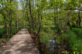 矢川緑地／湿地