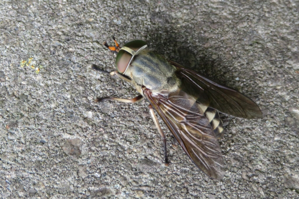 刺す虫