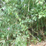 【画像】猛暑が終わってこれから活発化？　近年被害が広がるマダニの危険性とその対処方法とは 〜 画像1