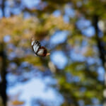 【画像】毒を取り込み生き残りにかける！　旅する蝶アサギマダラの驚きの生態とは 〜 画像1