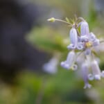 【画像】秋の東京で見られる山野草5選と鑑賞場所【関東エリア】 〜 画像1