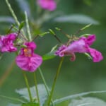 【画像】秋の東京で見られる山野草5選と鑑賞場所【関東エリア】 〜 画像1
