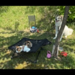【画像】犬猫と行くのんびり車中泊ライフ！　大阪の「穴場絶景RVパーク」が最高すぎる 〜 画像1