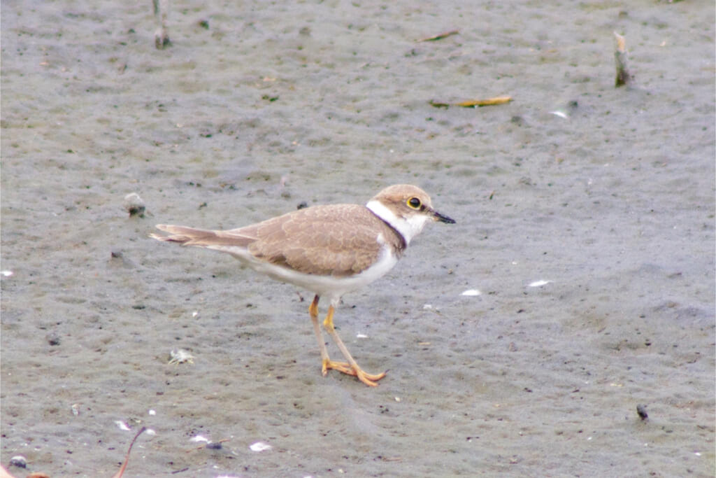「東京港野鳥公園」で野鳥観察