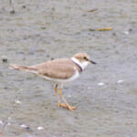 「東京港野鳥公園」で野鳥観察