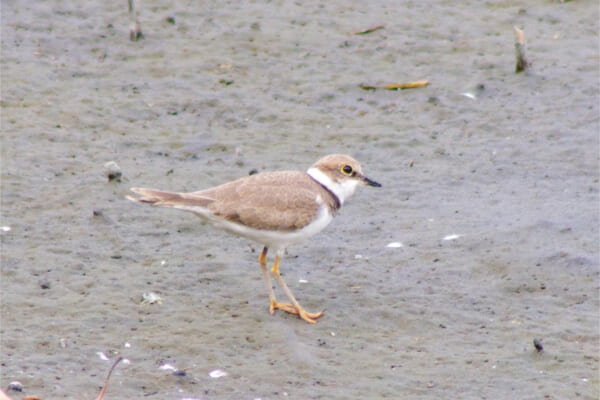 「東京港野鳥公園」で野鳥観察
