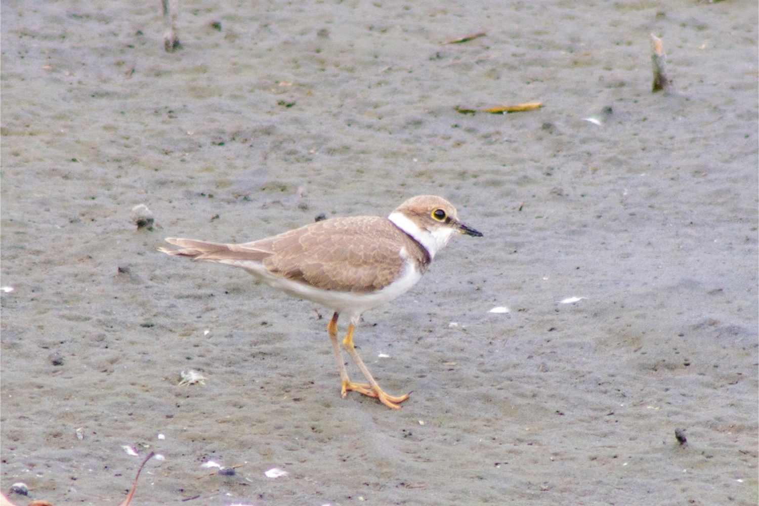 根付　色々　動物　魚　鳥　などなど　送料無料 根付 色々 動物 魚 鳥 などなど 送料無料 根付 色々 動物 魚 鳥 などなど