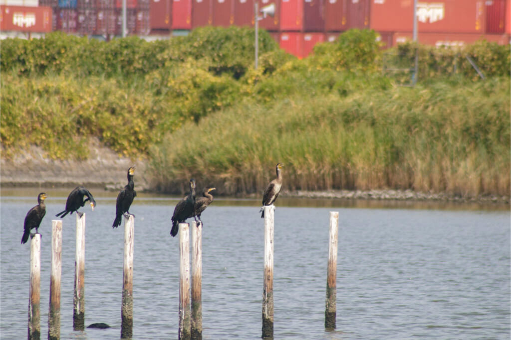 「東京港野鳥公園」で野鳥観察