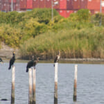 【画像】何種類くらいの野鳥を探せる？　「東京港野鳥公園」でバードウォッチング【関東エリア】 〜 画像1