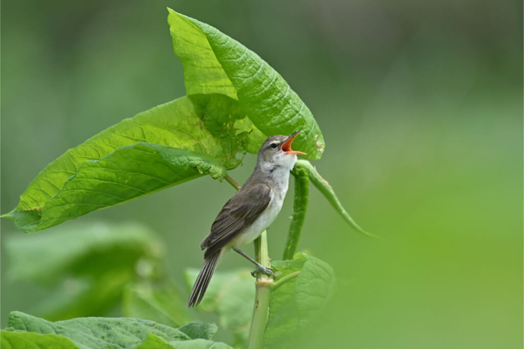 「東京港野鳥公園」で野鳥観察