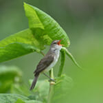【画像】何種類くらいの野鳥を探せる？　「東京港野鳥公園」でバードウォッチング【関東エリア】 〜 画像1