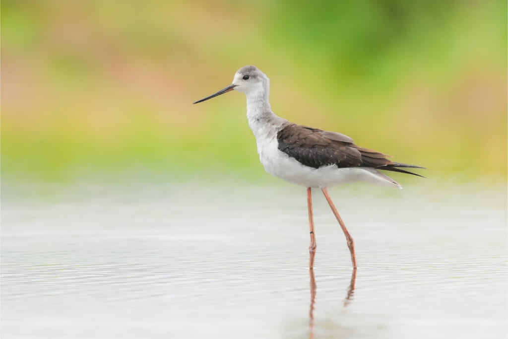 「東京港野鳥公園」で野鳥観察