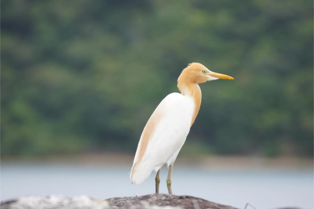 「東京港野鳥公園」で野鳥観察