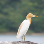 【画像】何種類くらいの野鳥を探せる？　「東京港野鳥公園」でバードウォッチング【関東エリア】 〜 画像1