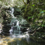 【画像】休眠に入る真冬以外は注意が必要？　噛まれると血が止まらない吸血鬼「ヤマビル」の生態とは 〜 画像1