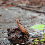 【画像】休眠に入る真冬以外は注意が必要？　噛まれると血が止まらない吸血鬼「ヤマビル」の生態とは 〜 画像1