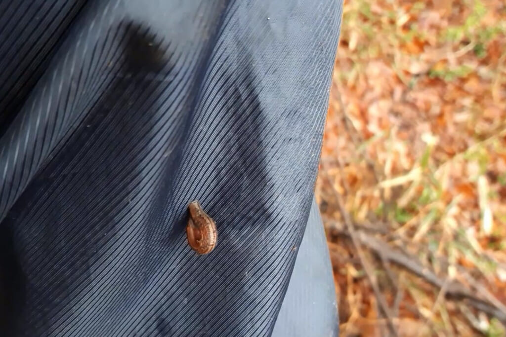 衣服を登るヤマビル(AC)