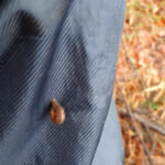 【画像】休眠に入る真冬以外は注意が必要？　噛まれると血が止まらない吸血鬼「ヤマビル」の生態とは 〜 画像1