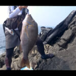 【画像】底物師憧れの一級磯でミラクルが……！　イシガキダイを狙っていたはずが「半額イワシ」で釣れたまさかの巨大魚に大興奮 〜 画像1