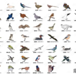 【画像】必須アイテムをチェック！　「バードウォッチング」を楽しむために気を付けるべきポイントとは 〜 画像1