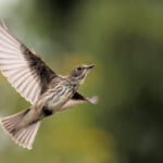 【画像】必須アイテムをチェック！　「バードウォッチング」を楽しむために気を付けるべきポイントとは 〜 画像1