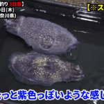 【画像】幻の仕掛けの類似アイテムを発見！　東京湾で最強の仕掛けで“特大イカ釣り”に挑戦してみた 〜 画像1