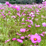 【画像】富士山のすその“パノラマ遊花の里”で「秋のコスモスまつり」開催！　見頃を迎えた可憐な秋桜を愛でる 〜 画像1