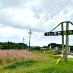 【画像】富士山のすその“パノラマ遊花の里”で「秋のコスモスまつり」開催！　見頃を迎えた可憐な秋桜を愛でる 〜 画像1
