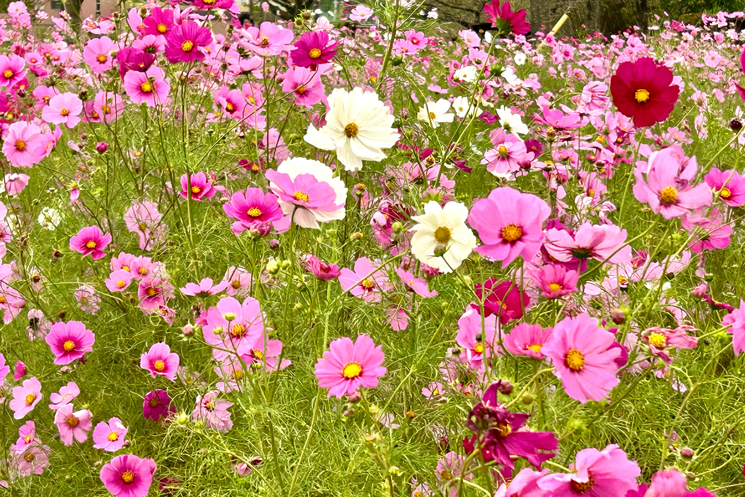 富士山のすその“パノラマ遊花の里”で「秋のコスモスまつり」開催