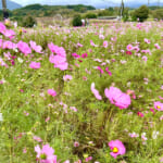 【画像】富士山のすその“パノラマ遊花の里”で「秋のコスモスまつり」開催！　見頃を迎えた可憐な秋桜を愛でる 〜 画像1