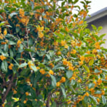【画像】甘い香り漂う秋がキタッ！　秋の訪れとともに香るお家の「キンモクセイ」が今年も咲きました 〜 画像1