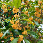 【画像】甘い香り漂う秋がキタッ！　秋の訪れとともに香るお家の「キンモクセイ」が今年も咲きました 〜 画像1