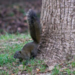 クリハラリス／木の根元