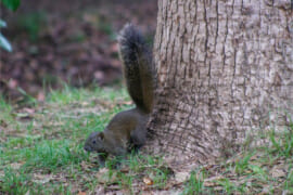 クリハラリス／木の根元