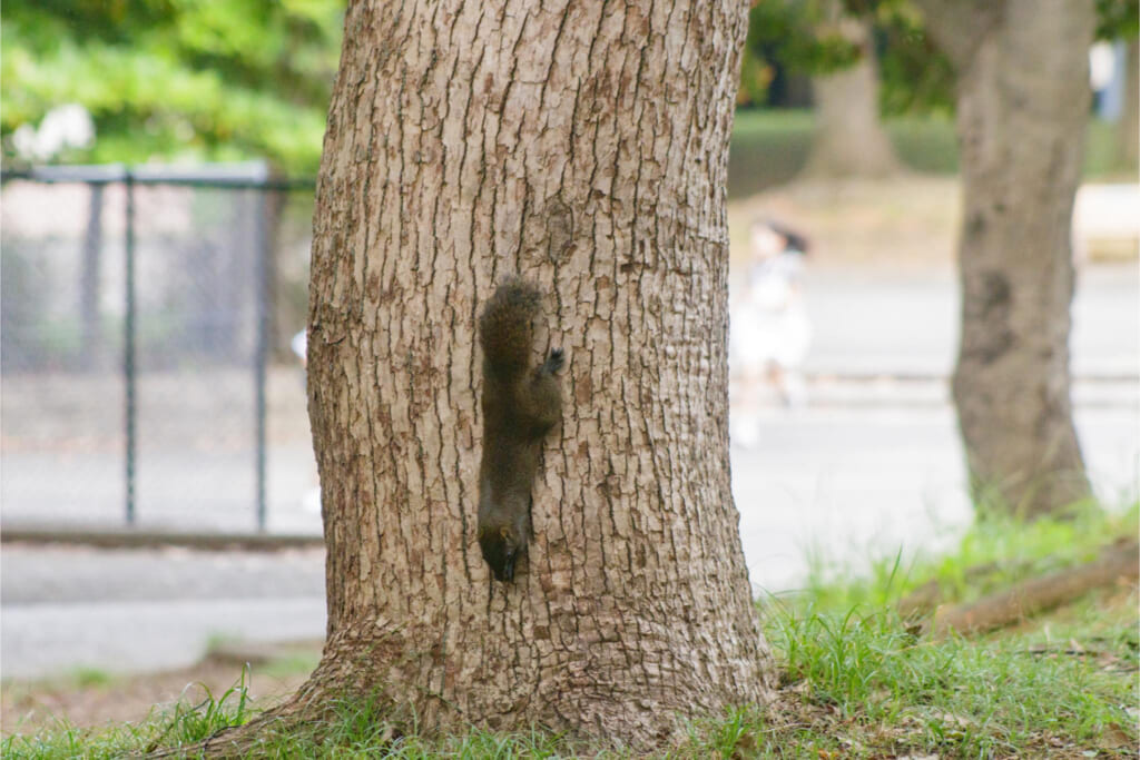クリハラリス／木を降りる