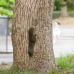 【画像】可愛い悪魔！　街中の公園で走り回るクリハラリスの生態に迫る 〜 画像1