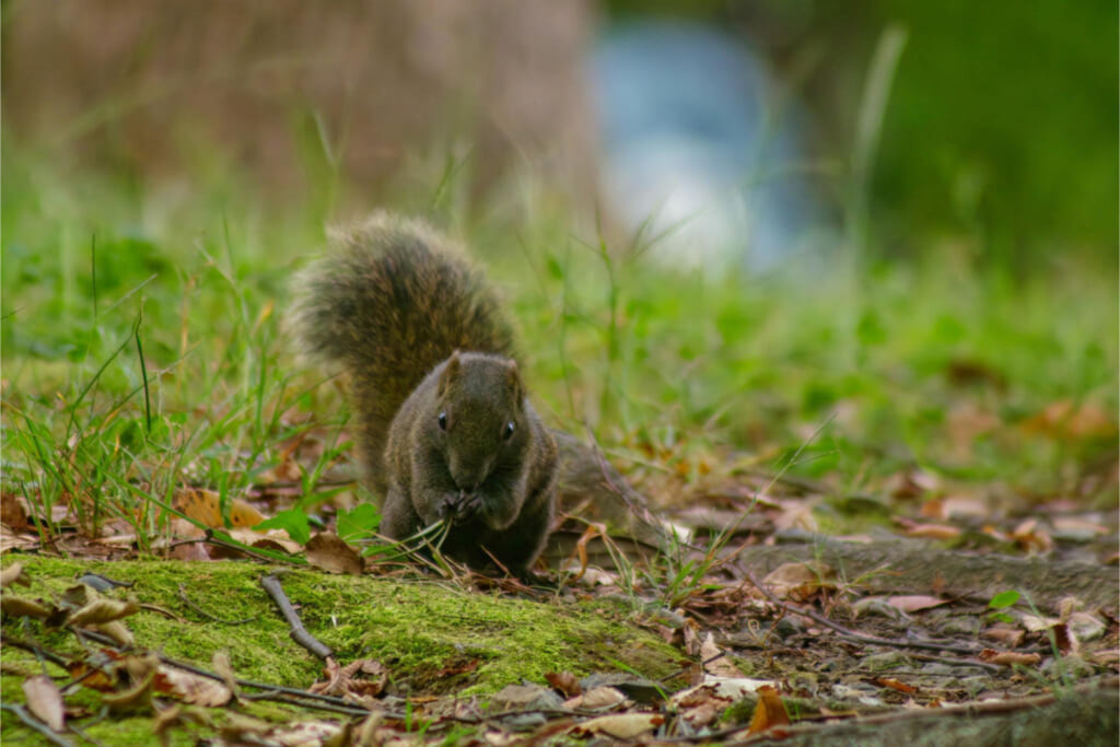 クリハラリス／草を食べる