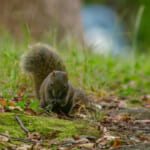 【画像】可愛い悪魔！　街中の公園で走り回るクリハラリスの生態に迫る 〜 画像1