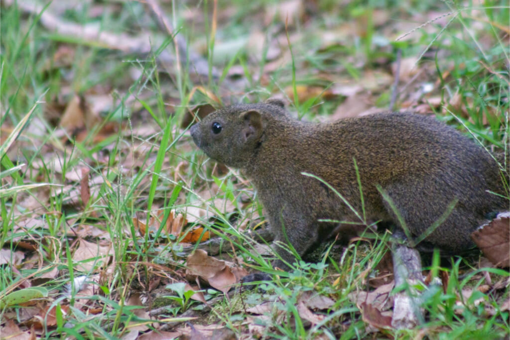 クリハラリス／横顔アップ