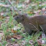 【画像】可愛い悪魔！　街中の公園で走り回るクリハラリスの生態に迫る 〜 画像1