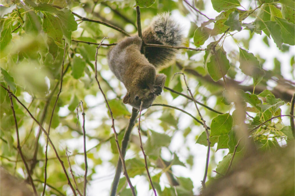 クリハラリス／逆さ