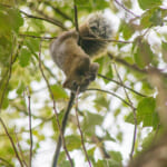 【画像】可愛い悪魔！　街中の公園で走り回るクリハラリスの生態に迫る 〜 画像1