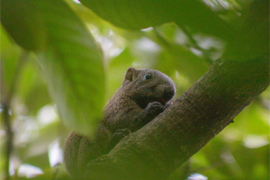 クリハラリス／樹上アップ