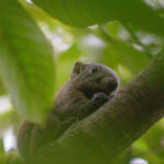 【画像】可愛い悪魔！　街中の公園で走り回るクリハラリスの生態に迫る 〜 画像1