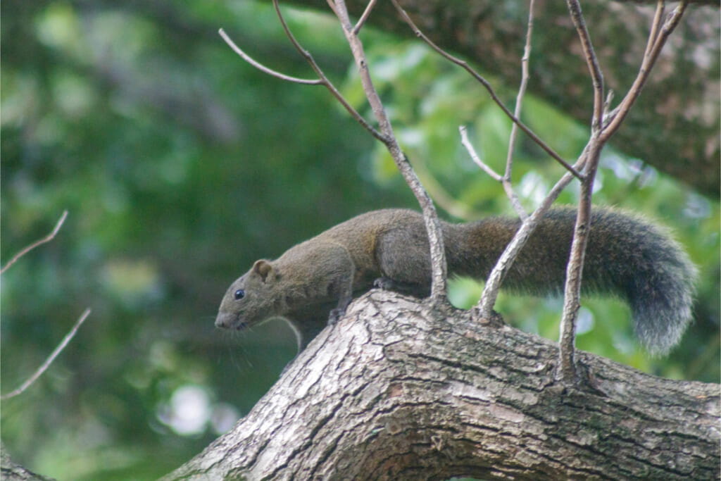 クリハラリス／引き