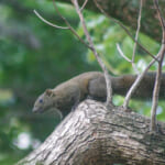 クリハラリス／引き